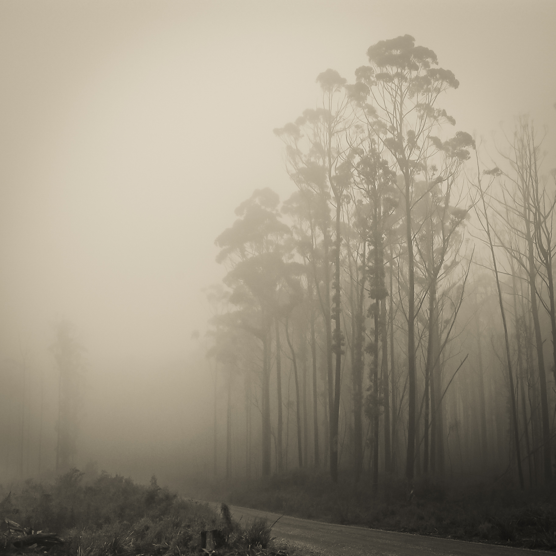 Cold trees 2
